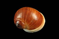 藏品(細紋玉螺)的圖片